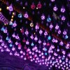 梓菜花
