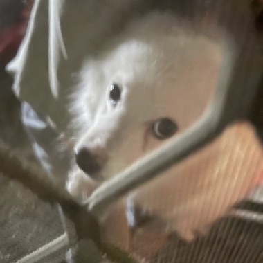 圓