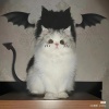 Sharon_donut77