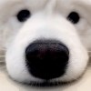 狗狗