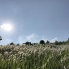 Sheepying_1997