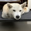 沈品修