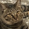 youngdoopcat