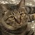 youngdoopcat