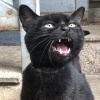 咕咪猫