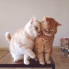 gina__yang