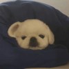 加灰猫