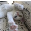 小星星啊?