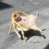 星丞