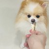 哲承