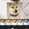 甜狗狗
