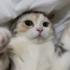 小夏