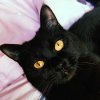 TANZI