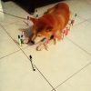 TOMBARK666