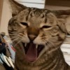 Tabby_Charlie