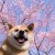 芝士甜ohh