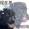 拖把小狗
