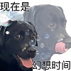 拖把小狗