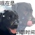 拖把小狗