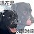 拖把小狗