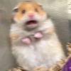 廷哥