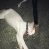 TOMY