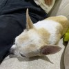 Tonyisadog