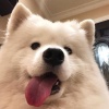 栗吱