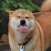 chentp__