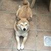 simba_tw