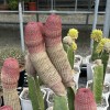 屁股洞