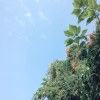 張五耳　NAO：U'ULXXI