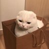 荷西瓜