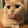 瑄