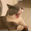 死了