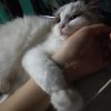 Wanwan Cheuk