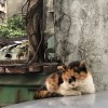 小靜