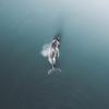 Whalewhere