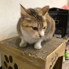 寧靜致遠