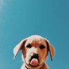 Weiweiwoof