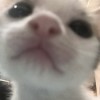 鹿上小新