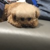 Nino_Wu