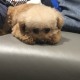 Nino_Wu