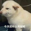 汪汪隊長੯‧̀͡u\