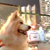 米斯特雷