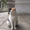 Yachen_