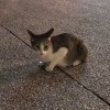 楊之婷