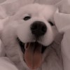 西西