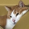 采