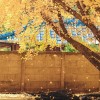 Yellow_autumn